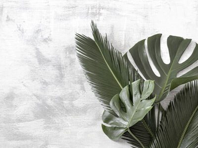 beautiful-tropical-leaves-white-background-poster-banner-postcard-template2 (1)