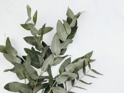 eucalyptus-white-marble-background12 (1)